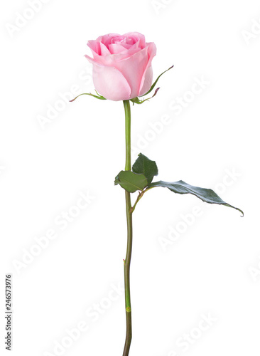 Obraz na płótnie Light pink rose isolated on white background. w salonie