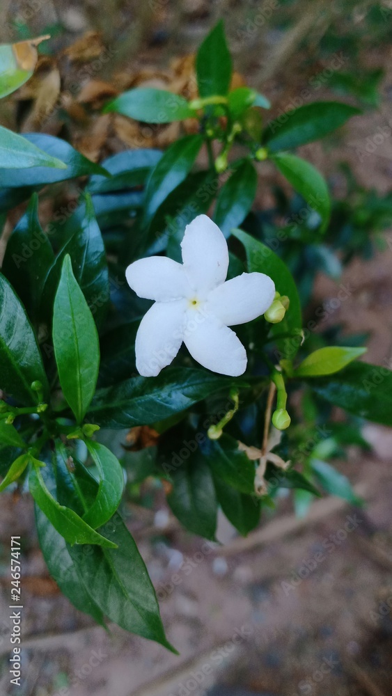 Starstar flowers at fresh garden Starstar flowers at fresh garden