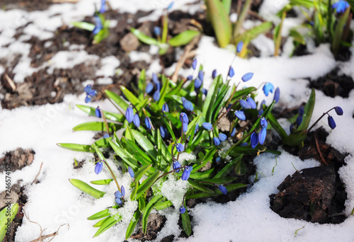 How to grow snowdrops. First spring flowers Squill covered snow.