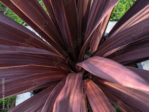 OLYMPUS DIGITAL CAMERA CORDYLINE