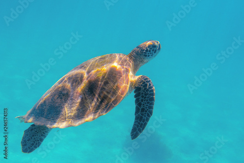Sea turtle in blue sea closeup. Coral reef animal underwater photo. Marine tortoise undersea. Green turtle