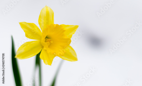 Beautiful yellow blossoming narcissus bursts out of the white snow in winter