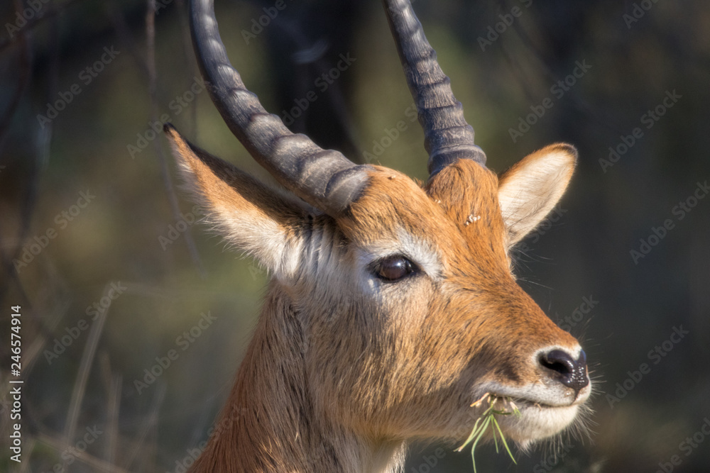 Letschwe Antilope 