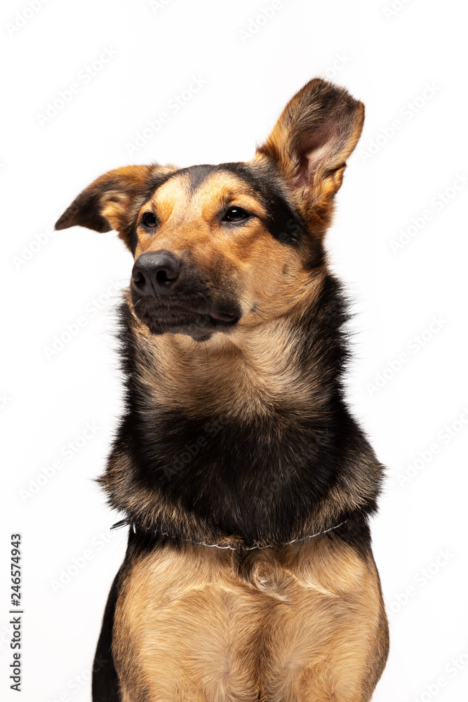 Adorable mixed-breed dog sits at white background