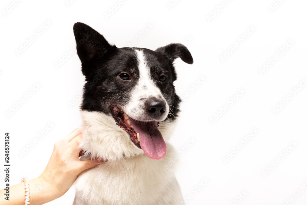 Adorable mixed-breed dog sits at white background Adorable mixed-breed dog sits at white background