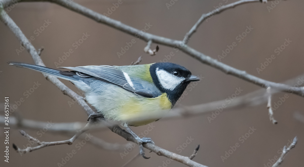 Obraz premium Portret Kohlmeise