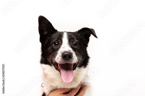 Fototapeta Naklejka Na Ścianę i Meble -  Adorable mixed-breed dog sits at white background