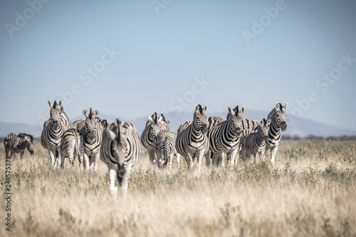 Zebra Herde 