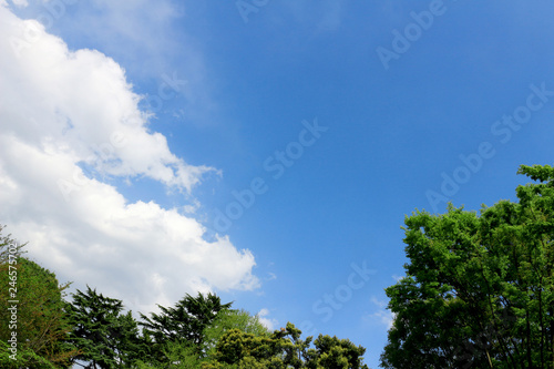 Blue sky and forest landscape © Wako
