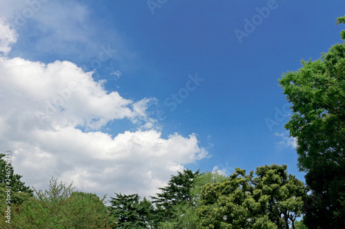 Blue sky and forest landscape