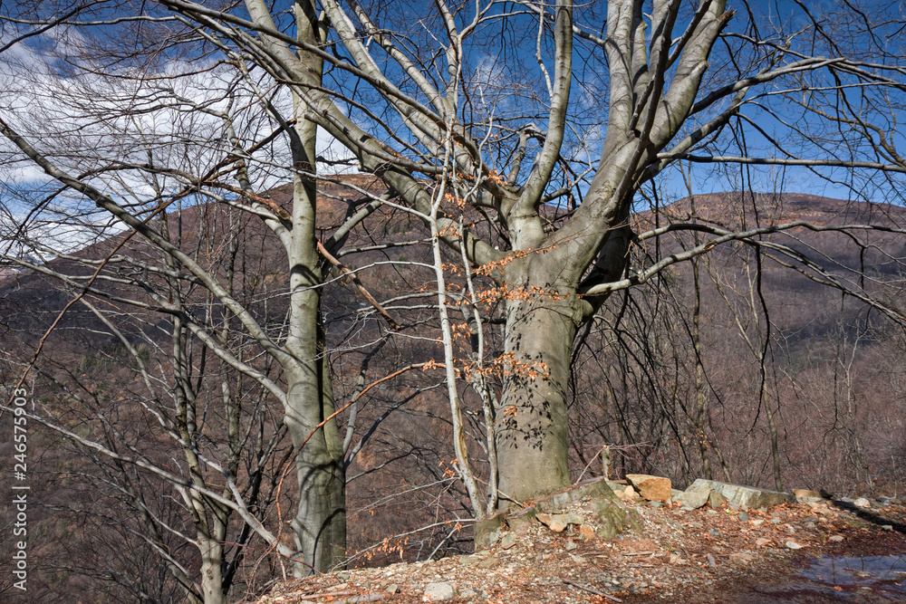 Old beech trees in a mountain forest. Old beech trees in a mountain forest.