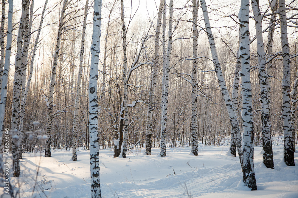Fototapeta premium White birch trees with beautiful birch bark
