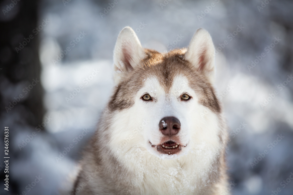 Beautiful, happy and free Siberian Husky dog sitting on the snow in the fairy forest in winter
