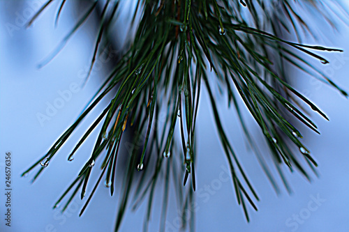 Pine needles
