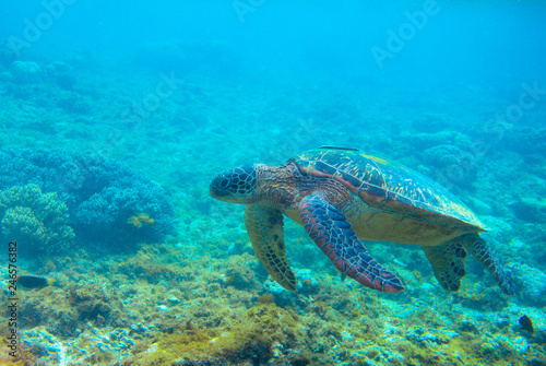 Green turtle in coral reef. Exotic marine turtle underwater photo. Oceanic reptile in wild nature. Summer vacation trip