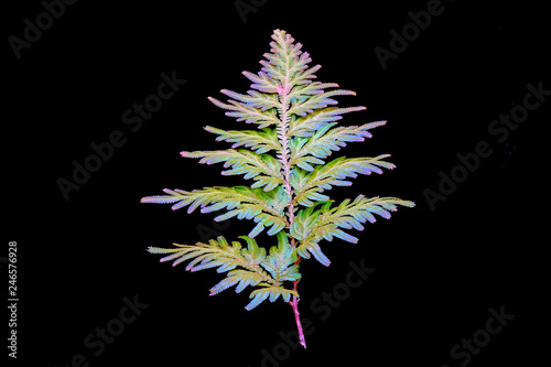 Peacock fern (Selaginella willdenowii) is a species of spikemoss known by the common names Willdenow's spikemoss and peacock fern due to its iridescent blue leaves. Isolated on black background.