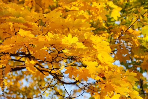 Beautiful golden autumn leaves of maple