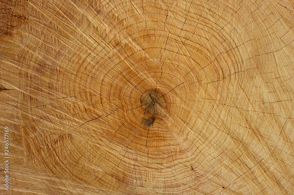 Naklejka premium Sawn tree trunk with an abstract structure