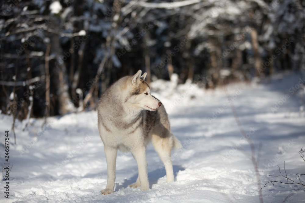Naklejka premium Husky dog standing in the snow. Beige and white Siberian husky on a walk in winter forest