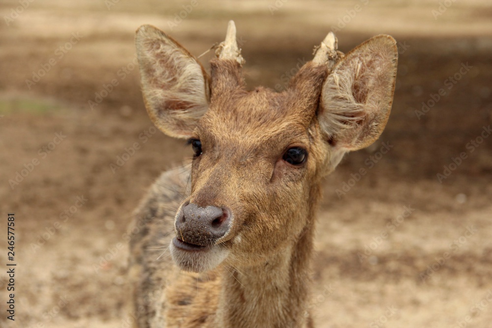 Closeup portrait young deer standing with small antler in blurred background 