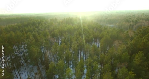 Aerial scenic landscape with green forest at rising sun birds eye view. Drone flying above dense woods pine trees sunlit in winter. Wild northern nature in its beauty motion background photo