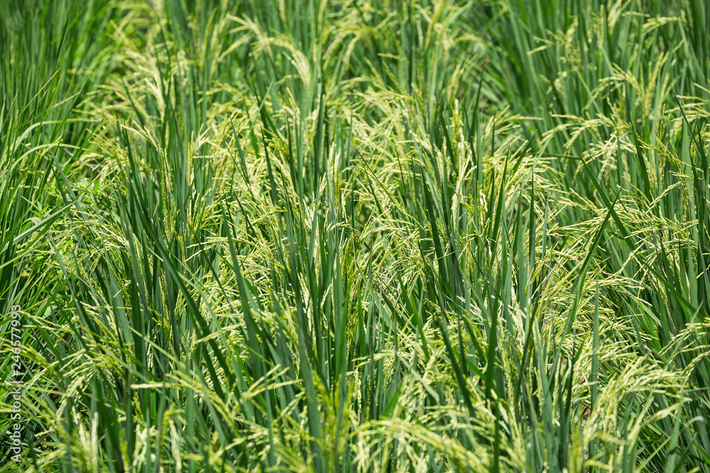Rice plants are flowering in the planting field. Rice plants are flowering in the planting field.