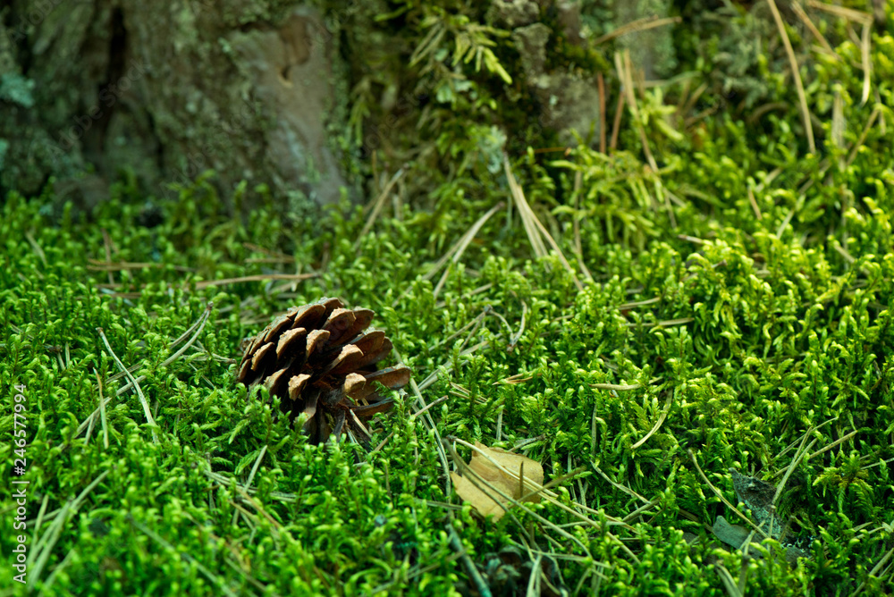 Macro shot of a pine cone laying on a thick layer of moss Macro shot of a pine cone laying on a thick layer of moss