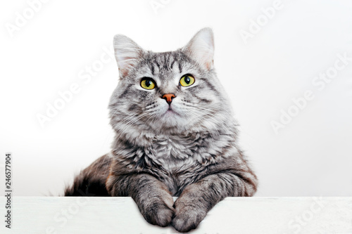 Funny large longhair gray tabby cute kitten with beautiful yellow eyes. Pets and lifestyle concept. Lovely fluffy cat on grey background. photo