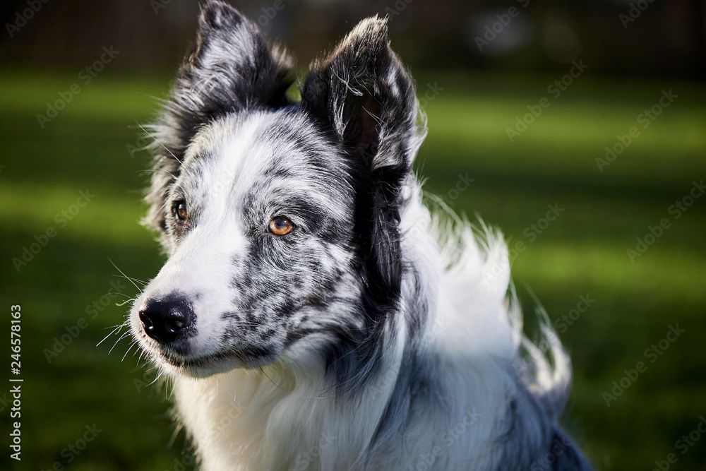 dog doing tricks and agility 