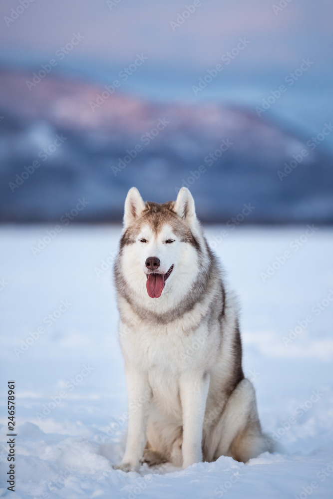 Beautiful and prideful siberian husky dog sitting in the snow field in winter