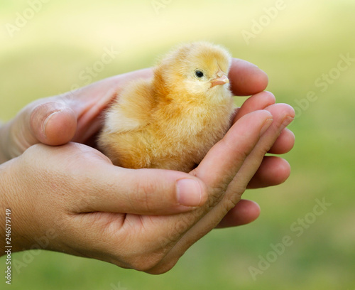 Female hand holding a yellow chicken
