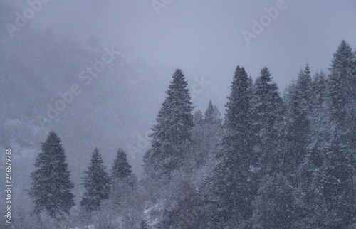 Close-Up of Snowy Trees photo