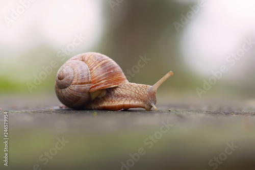 snail on a tree