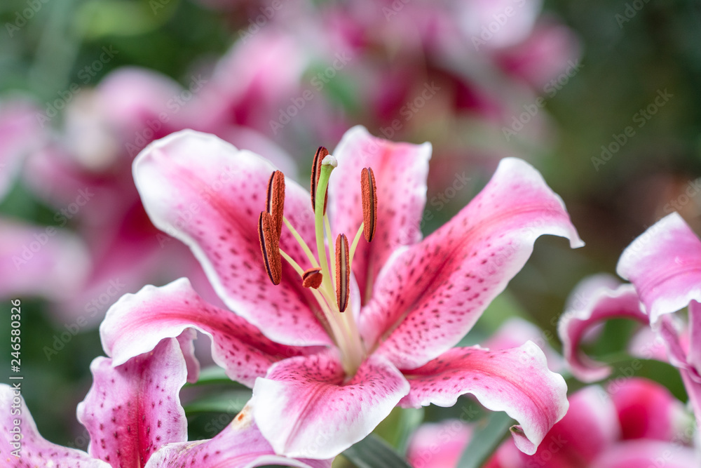 Lil White (Lily, Lilium hybrids) Blooming in the garden, gardening ideas Decorating a place The meaning of white lilies. Lil White (Lily, Lilium hybrids) Blooming in the garden, gardening ideas Decorating a place The meaning of white lilies.