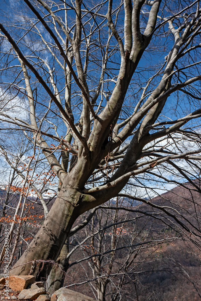 Old beech trees in a mountain forest. Old beech trees in a mountain forest.