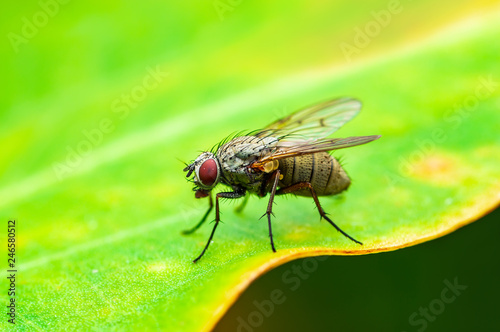 Exotic Drosophila Fruit Fly Diptera Insect on Plant Leaf