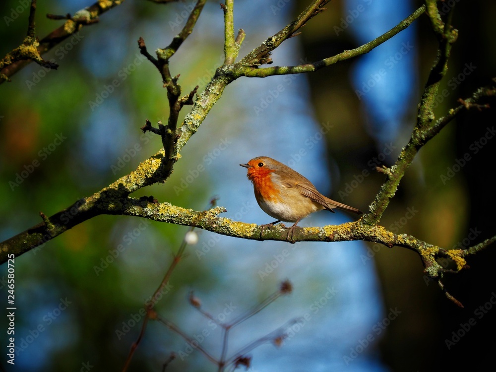 Robin Robin