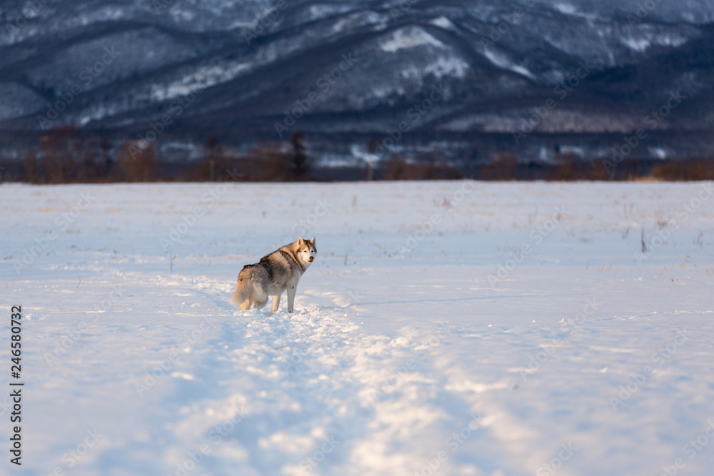 Fototapeta premium Beautiful and prideful siberian husky dog standing in the snow field in winter