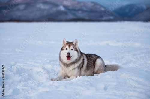 Beautiful and prideful siberian husky dog lying in the snow field in winter at sunset