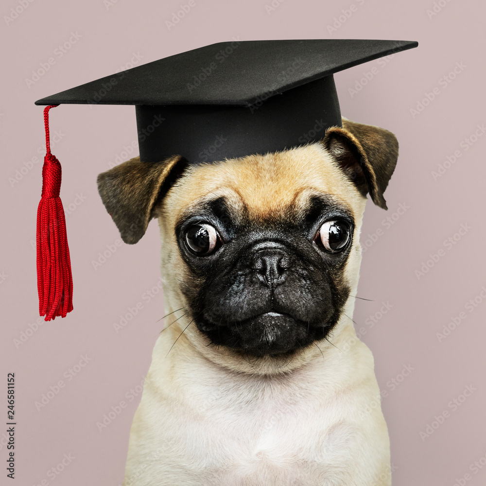 Cute Pug puppy in a graduation cap - obrazy, fototapety, plakaty 