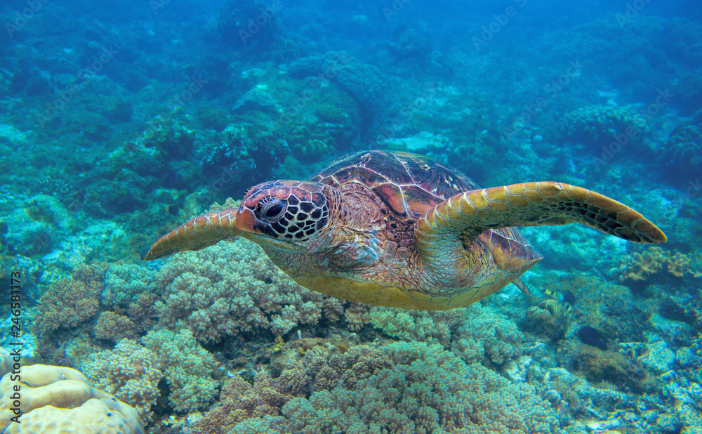 Obraz premium Sea turtle closeup in coral reef. Green turtle underwater photo. Oceanic animal in wild nature.