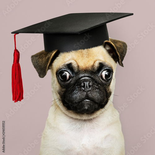 Fototapeta Naklejka Na Ścianę i Meble -  Cute Pug puppy in a graduation cap