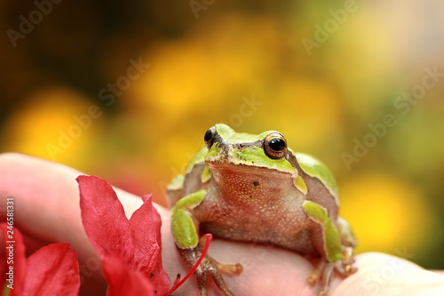 cute european tree frog