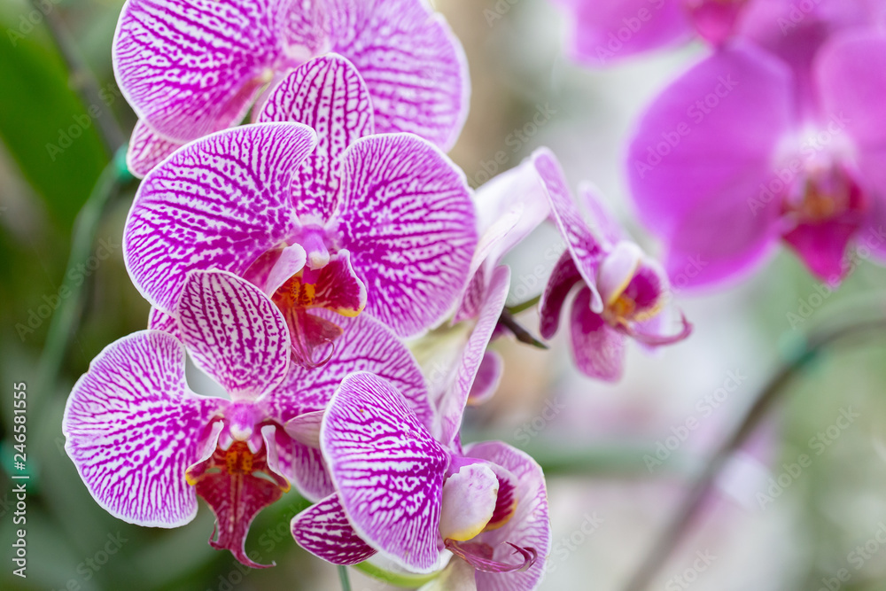 Obraz premium Orchid flower in orchid garden at winter or spring day for beauty and agriculture concept design. Phalaenopsis orchid.