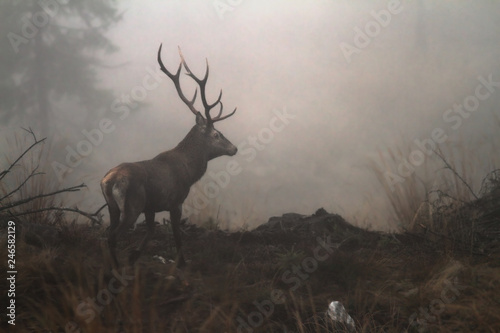 Wallpaper Mural red deer stag in the wilderness of Carpathian mountains Torontodigital.ca