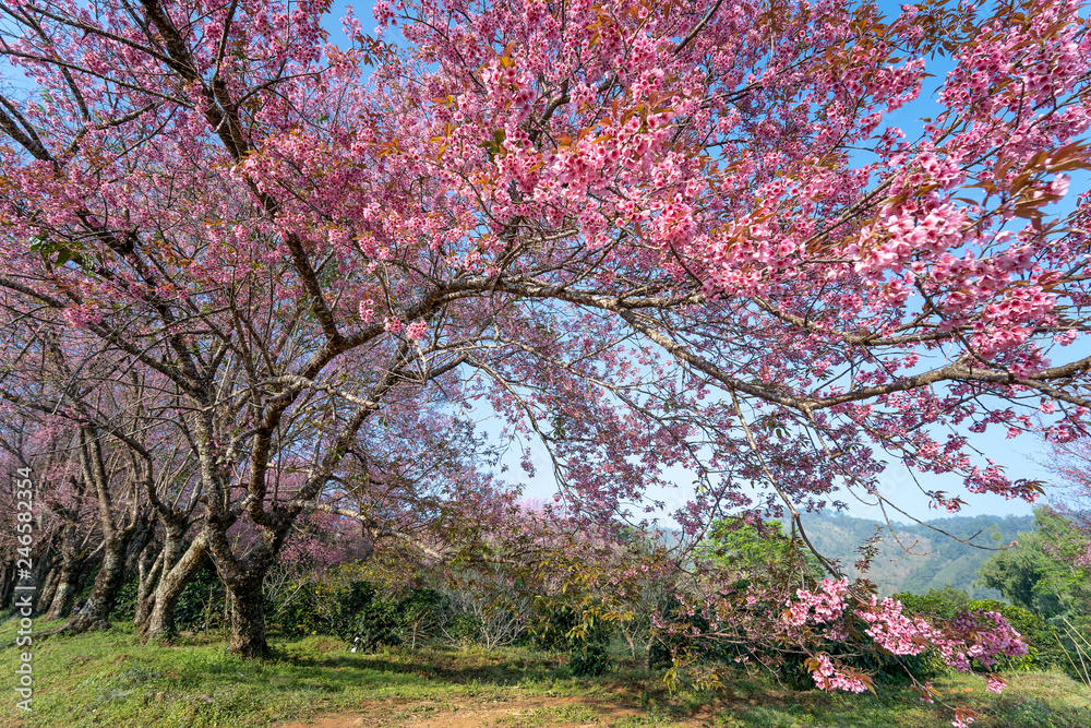 Pink cherry blossoms garden in Khun wang, Chiang Mai in Thailand Pink cherry blossoms garden in Khun wang, Chiang Mai in Thailand