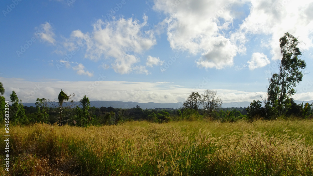 green field and blue sky green field and blue sky