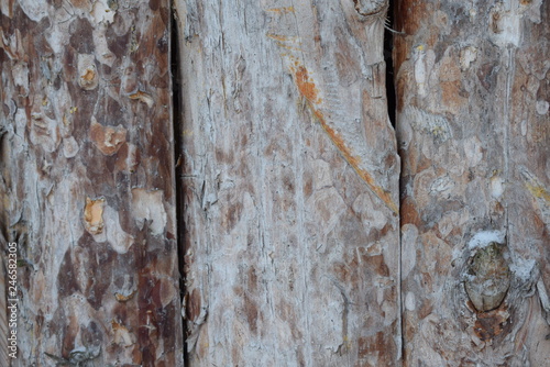 bark of a tree