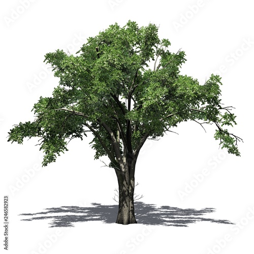 American Elm tree with shadow on the floor - isolated on white background
