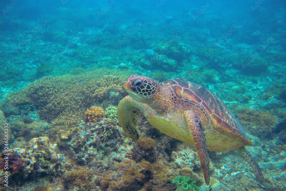 Sea turtle dives in coral reef. Wild marine turtle underwater photo. Oceanic animal in wild nature. Summer vacation